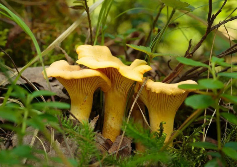 毒蘑菇顏色艷，一起煮大蒜會發(fā)黑？真的假的？